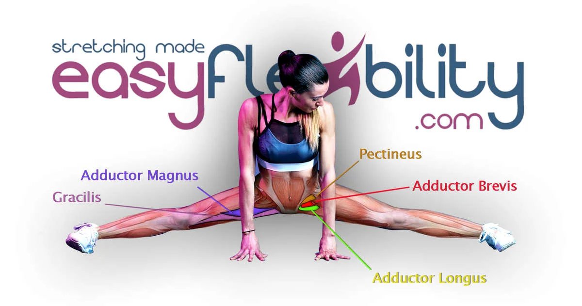 Easy Flexibility Profile Picture