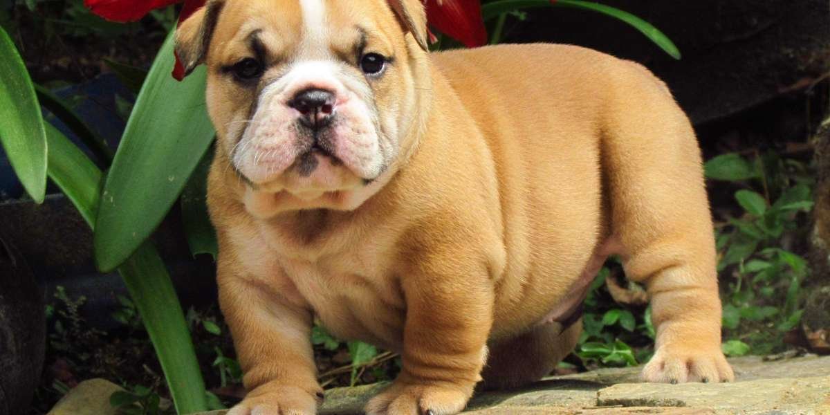 Find Your Perfect Companion: English Bulldog for Sale - What to Know Before Buying