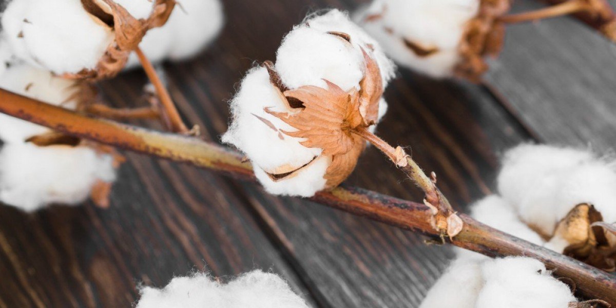 Will Cotton Prices Surge in 2024 According to PriceVision?